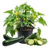 2 Green Live Zucchini Squash Plants, 4-6 Inch Tall, 4 Inch Pot