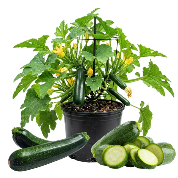 2 Green Live Zucchini Squash Plants, 4-6 Inch Tall, 4 Inch Pot