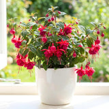 Red Fuchsia Live Plant, Flower Plant, 4-8 Inch Tall, 5 Inch Pot