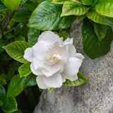 Frostproof Jasmine Live Plant - 4-7" Tall