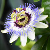 Blue Passion Flower Live Plant, Passiflora Garden Vine, 4-7 Inch Tall