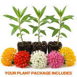 3 Mixed Milkweed Live Plants, 3-6" Tall Plant