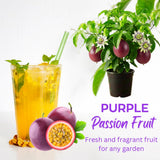 Purple Passion Fruit Plant Live, Well-Rooted Starter Plant, 4-6 Inch Tall
