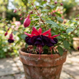 Black Fuchsia Live Plant, 4-8 Inch Tall, 5 Inch Pot, Blooming Flowers Plant