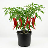 Pepper Chili Live Plant, Chili Plant, 6-9 Inch Tall, 4 Inch Pot