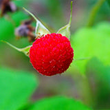 Thimbleberry Live Plant, Well-Rooted Berry Plant, 3-5 Inch Tall, 5 Inch Pot