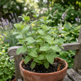 2 Apple Mint Live Plants, Mint Herb Plant, 3-7 Inch Tall