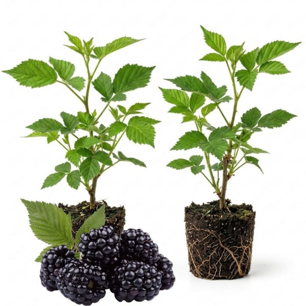2 Sweet BlackBerry Plants Live, Sweet BlackBerry Bushes, 4-7 Inch Tall