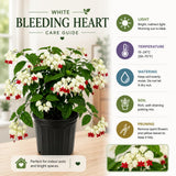 2 White Bleeding Heart Live Plants, Tropical Flower Vine, 5-7 Inch Tall