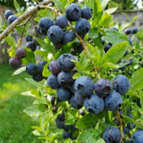 Huckleberry Live Plant, Edible Berry Plant, 3-5 Inch Tall, 4 Inch Pot