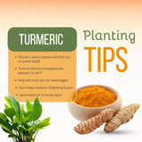 10 Turmeric Roots, Curcuma Turmeric Rhizomes for Planting