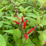 2 Pineapple Live Salvia Sage Plants, Landscape Flower Plant, 4 Inch Pot