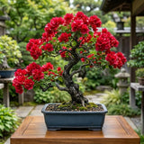 2 Double Red Bougainvillea Live Plants, Vine Plant, 4-6 Inch Tall