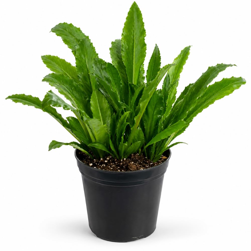Culantro Plant Live, Garden Herb Plant, 3.5 Inch Pot