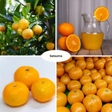 Grafted Satsuma Mandarin Tree Live 2-3 Feet Tall