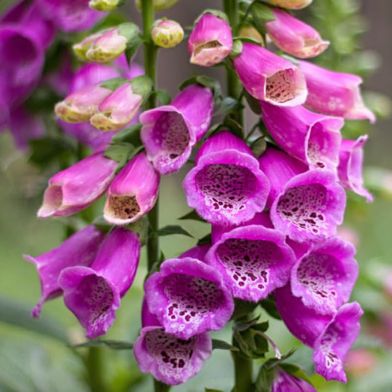Purple Foxglove Flower Live Plant, 3-6 Inch Tall, 3 Inch Pot