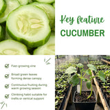 2 Green Cucumber Vine Live Plants, Container Garden Plant, 6-8 Inch Tall