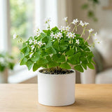 Green Shamrock Oxalis Live Plant, Rare Indoor Houseplant, 5-7 Inch Tall