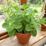 2 Cuban Oregano Plants Live, Kitchen Herb Plant, 4-6 Inch Tall