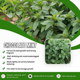 Chocolate Mint Live Plant 4-7 Inch Tall in 3.5 Inch Pot