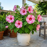2 White Hibiscus Bushes Live Plants, Vibrant Bloom Plant, 7-9 Inch Tall