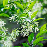 Night Blooming Jasmine Live Plant - 4-7" Tall