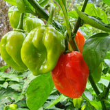 Red Habanero Pepper Plant Live, Hot Pepper Plant, 4-6 Inch Tall, 4 Inch Pot