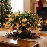 Yellow Christmas Cactus Live Plant, 3 Inch Pot, 2 Plants Per Pot