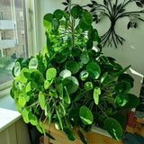 Live Money Plant, Pilea Peperomioides Plant Live 2 Inch Pot