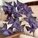 Purple Shamrock Oxalis Plant Live, Indoor Plant, 4-6 Inch Tall, 4 Inch Pot
