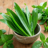 1000 Culantro Seeds, Raised Bed Garden Seeds