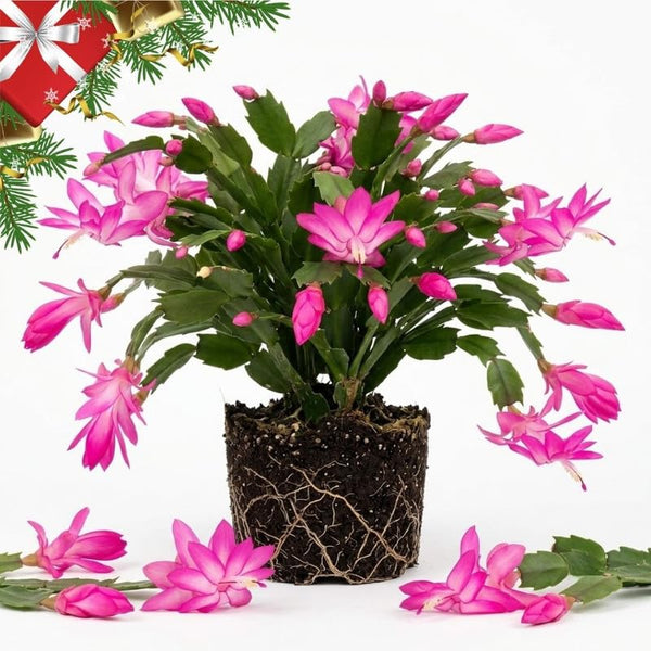 Pink Christmas Cactus Live Plant, 3 Inch Pot, 2 Plants Per Pot