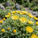 Yellow Ice Plant Live Plant, Ground Cover, 4-7 Inch Tall, 4 Inch Pot