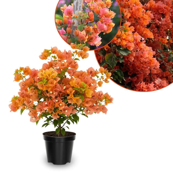 Set 2 Sundown Orange Bougainvillea Live Plant 5-7 Inch Tall