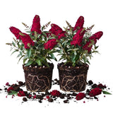 2 Raspberry Butterfly Bushes Plants Live, Flower Bush, 5-7 Inch Tall
