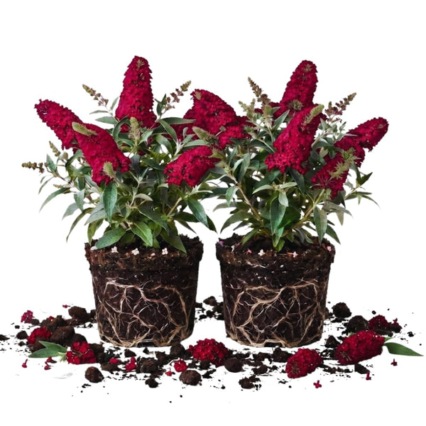 2 Raspberry Butterfly Bushes Plants Live, Flower Bush, 5-7 Inch Tall