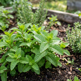 2 Mojito Mint Live Plants, Mint Herb Plant, 3-7 Inch Tall