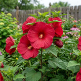 2 Red Hibiscus Bushes Live Plants, Vibrant Bloom Plant, 5-7 Inch Tall