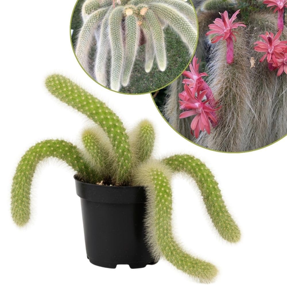 Rare Monkey Tail Cactus Succulent 2" Pot