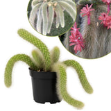Rare Monkey Tail Cactus Succulent 2" Pot