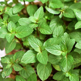 Chocolate Mint Live Plant, 4-6 Inch Tall, 3.5 Inch Pot