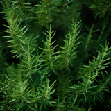 Rosemary Live Plant, Garden Herb Plant, 4-7 Inch Tall, 4 Inch Pot