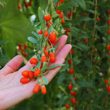 Sweet Goji Berry Plant Live, Starter Plant