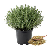 Live Common Thyme Plant, Culinary Thyme Herb Plant
