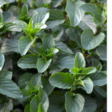 Lemon Mint Live Plant, 3–5 Inch Tall