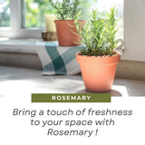 Rosemary Plant Live, Outdoor Garden Herb Plant, 4-6 Inch Tall, 4 Inch Pot