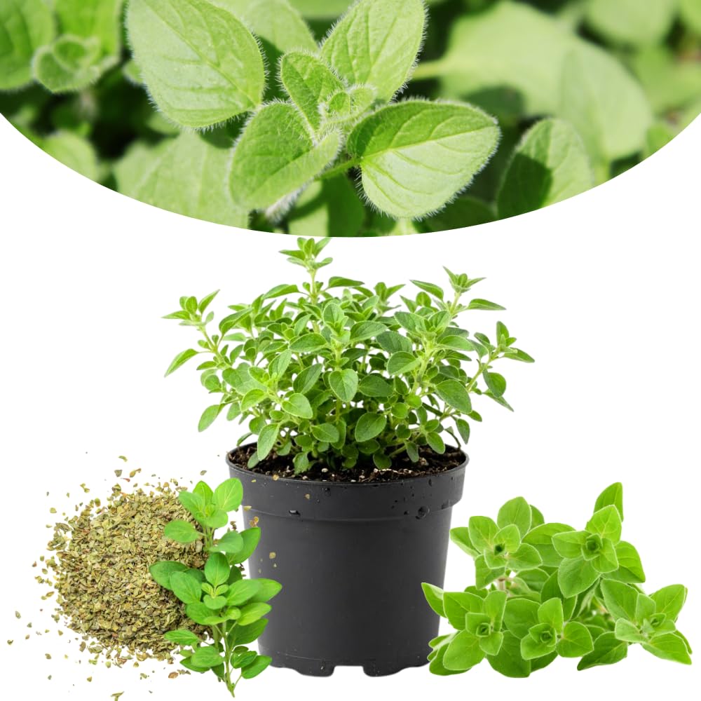 Oregano Live Plant, Herb Plant, 4-6 Inch Tall, 3.5 Inch Pot