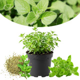 Oregano Live Plant, Herb Plant, 4-6 Inch Tall, 3.5 Inch Pot