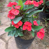 Red Crown of Thorns Plant Live, Long Blooming Succulent, 4 Inch Pot