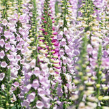 Mix Foxglove Flower Live Plant, 3-6 Inch Tall, 3 Inch Pot